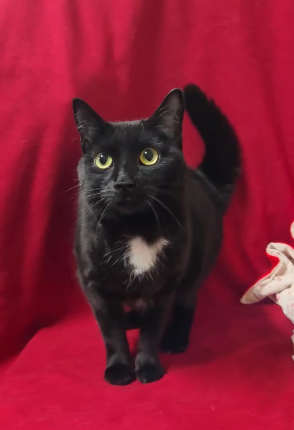 JUBE JUBE, a Adoptable Domestic Short Hair in Tillsonburg, ON image 2/6