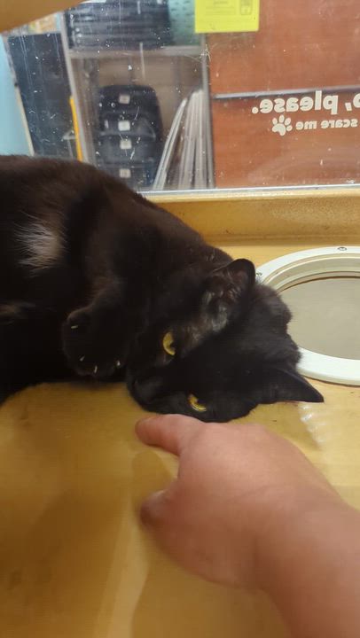 Enlarge JUBE JUBE, a Adoptable Domestic Short Hair in Tillsonburg, ON video 5/6