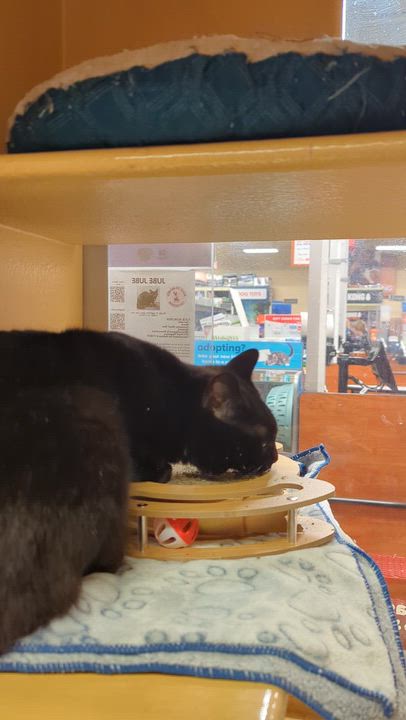 Enlarge JUBE JUBE, a Adoptable Domestic Short Hair in Tillsonburg, ON video 6/6
