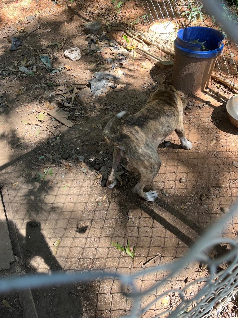 Enlarge Ruby, a Adoptable mixed breed in Winnsboro, SC image 1/2