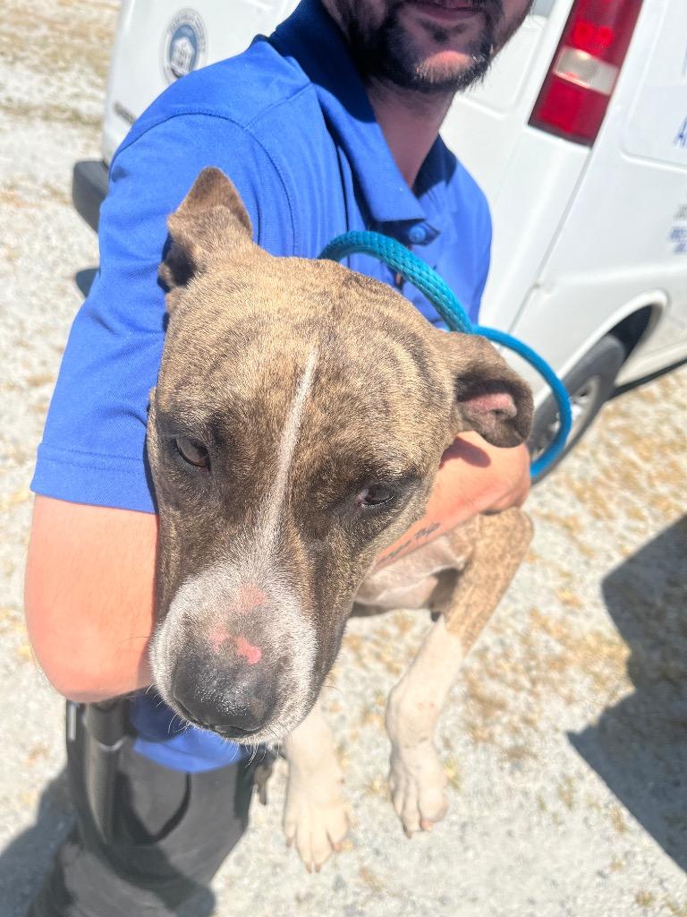 Enlarge Ruby, a Adoptable mixed breed in Winnsboro, SC image 2/2