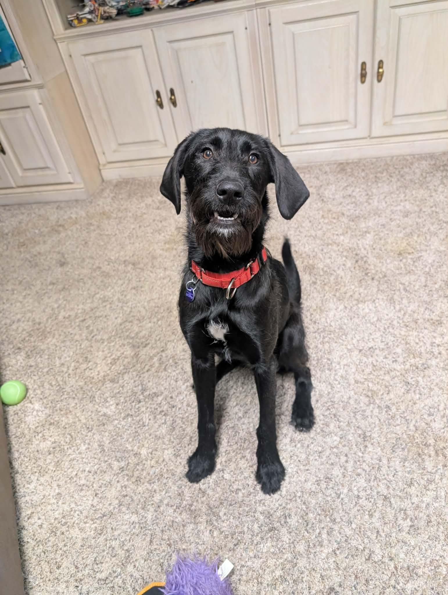 Delilah, adopted, Young Female Labradoodle.