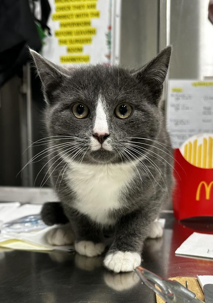 Andrew, Adoptable, Kitten Male Domestic Short Hair.