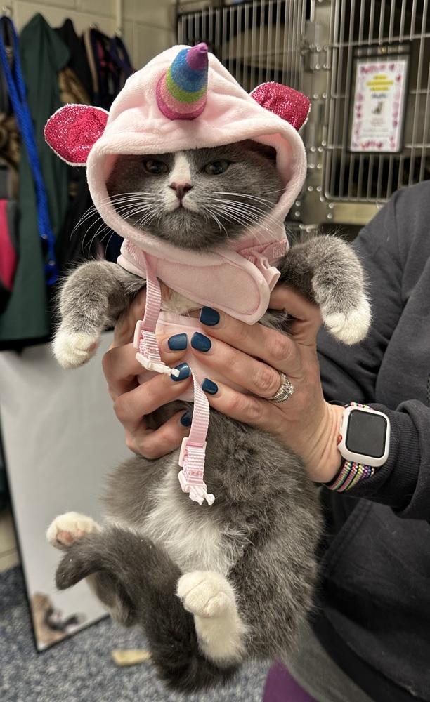 Enlarge Andrew, a Adoptable mixed breed in Milltown, NJ image 2/4