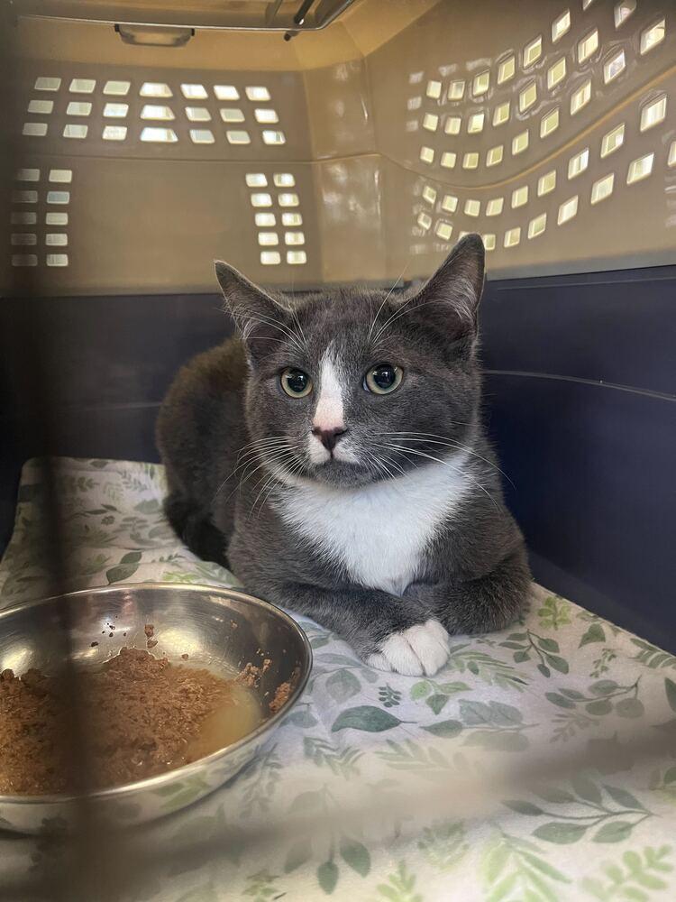 Enlarge Andrew, a Adoptable mixed breed in Milltown, NJ image 3/4