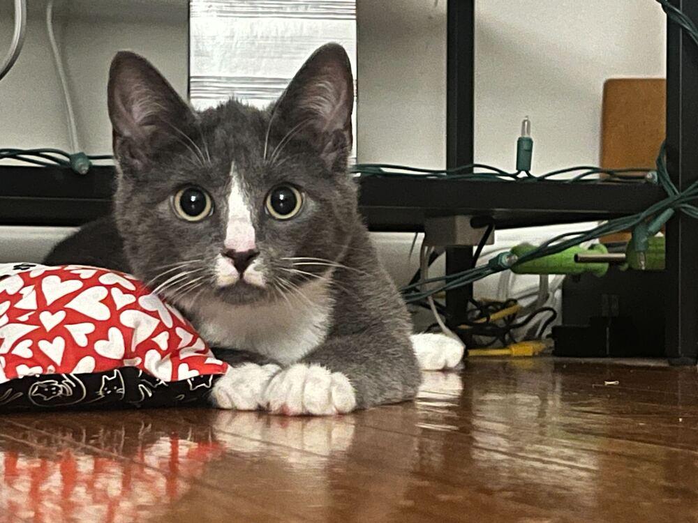 Enlarge Andrew, a Adoptable mixed breed in Milltown, NJ image 4/4