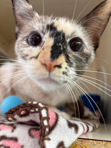 Opal, Adoptable, Adult Female Domestic Short Hair & Domestic Short Hair.