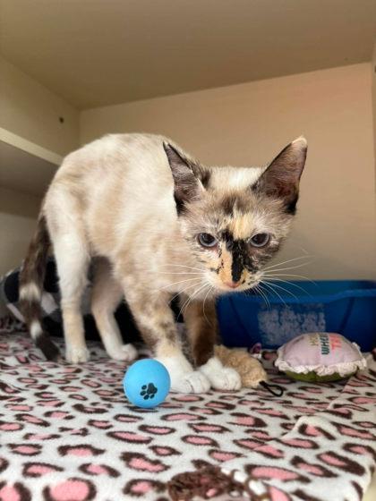 Enlarge Opal, a Adoptable mixed breed in Scottsbluff, NE image 2/3