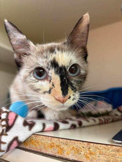 Enlarge Opal, a Adoptable mixed breed in Scottsbluff, NE image 3/3