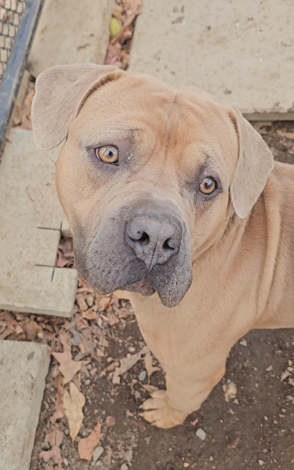 Enzo, ADOPTABLE, Adult Male Bulldog.