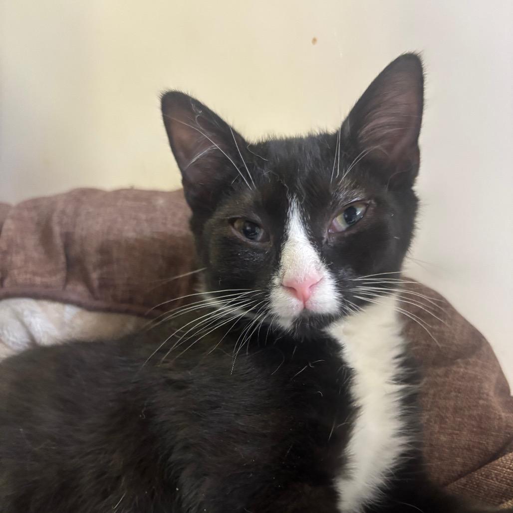 Nani, a Adoptable Domestic Short Hair in Marion, IL image 1/6