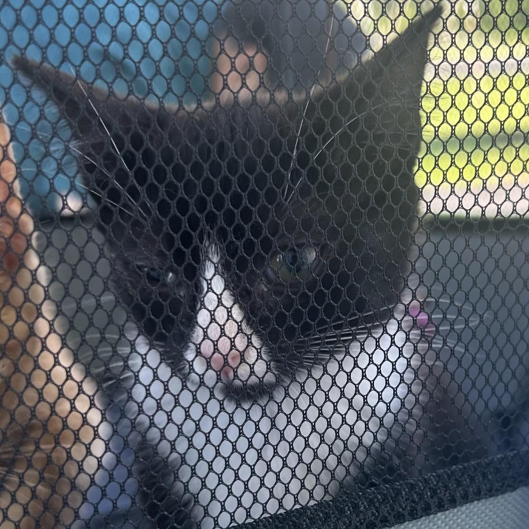 Nani, a Adoptable Domestic Short Hair in Marion, IL image 4/6