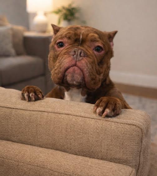 Cherry Lemonade, ADOPTABLE, Adult Female French Bulldog.