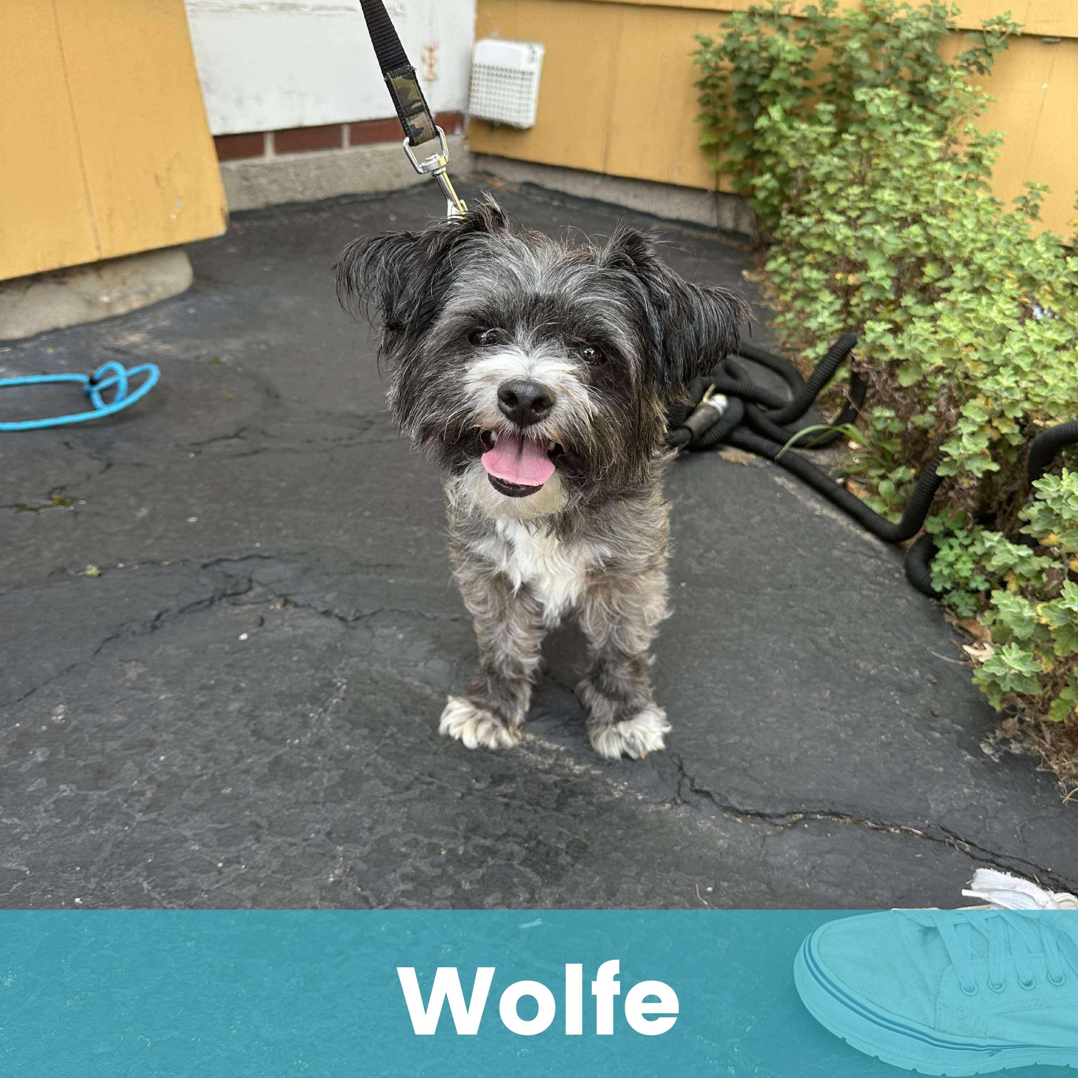 Wolfe