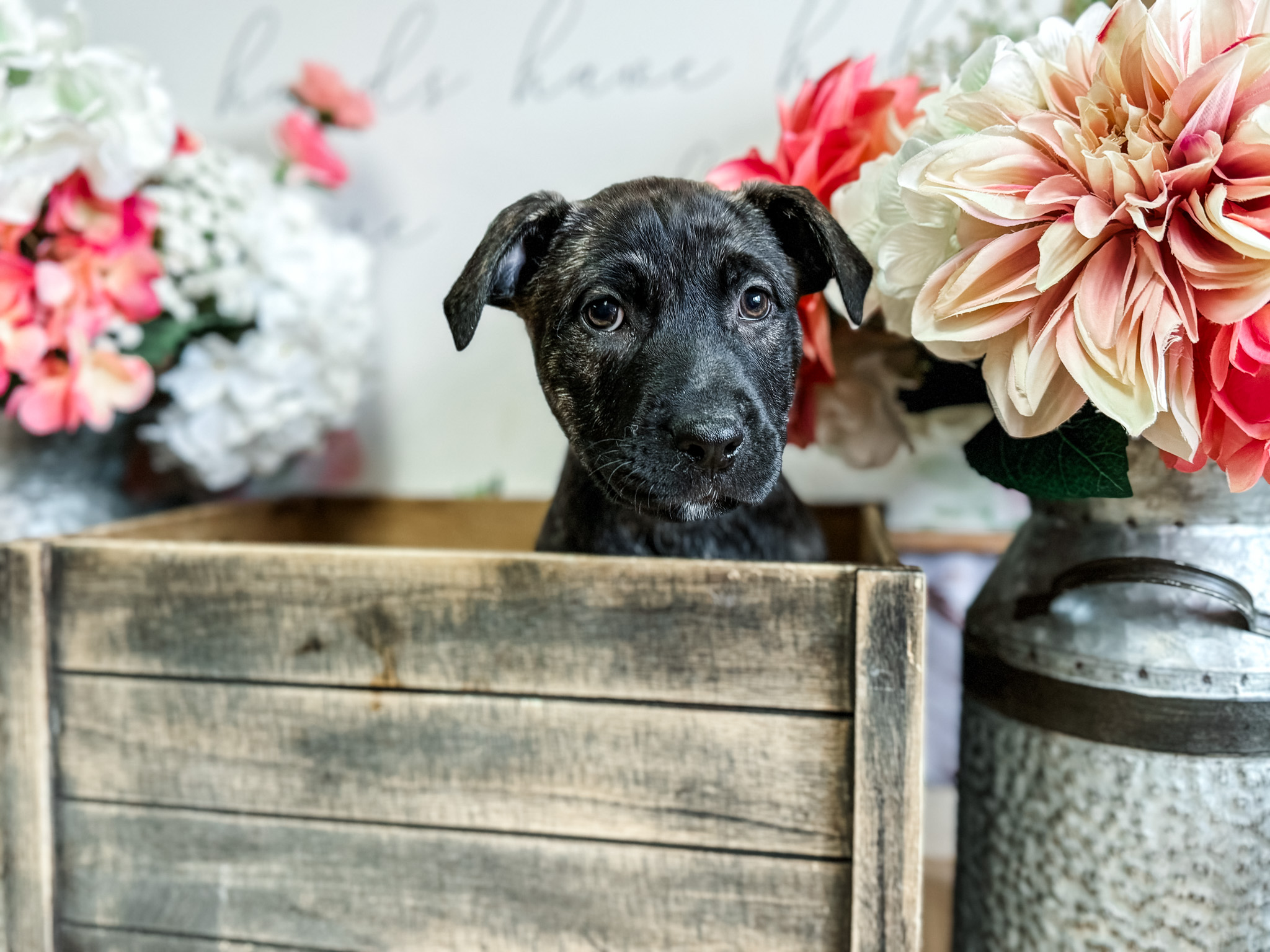 Dog for adoption Bluey, a German Shepherd Dog & American