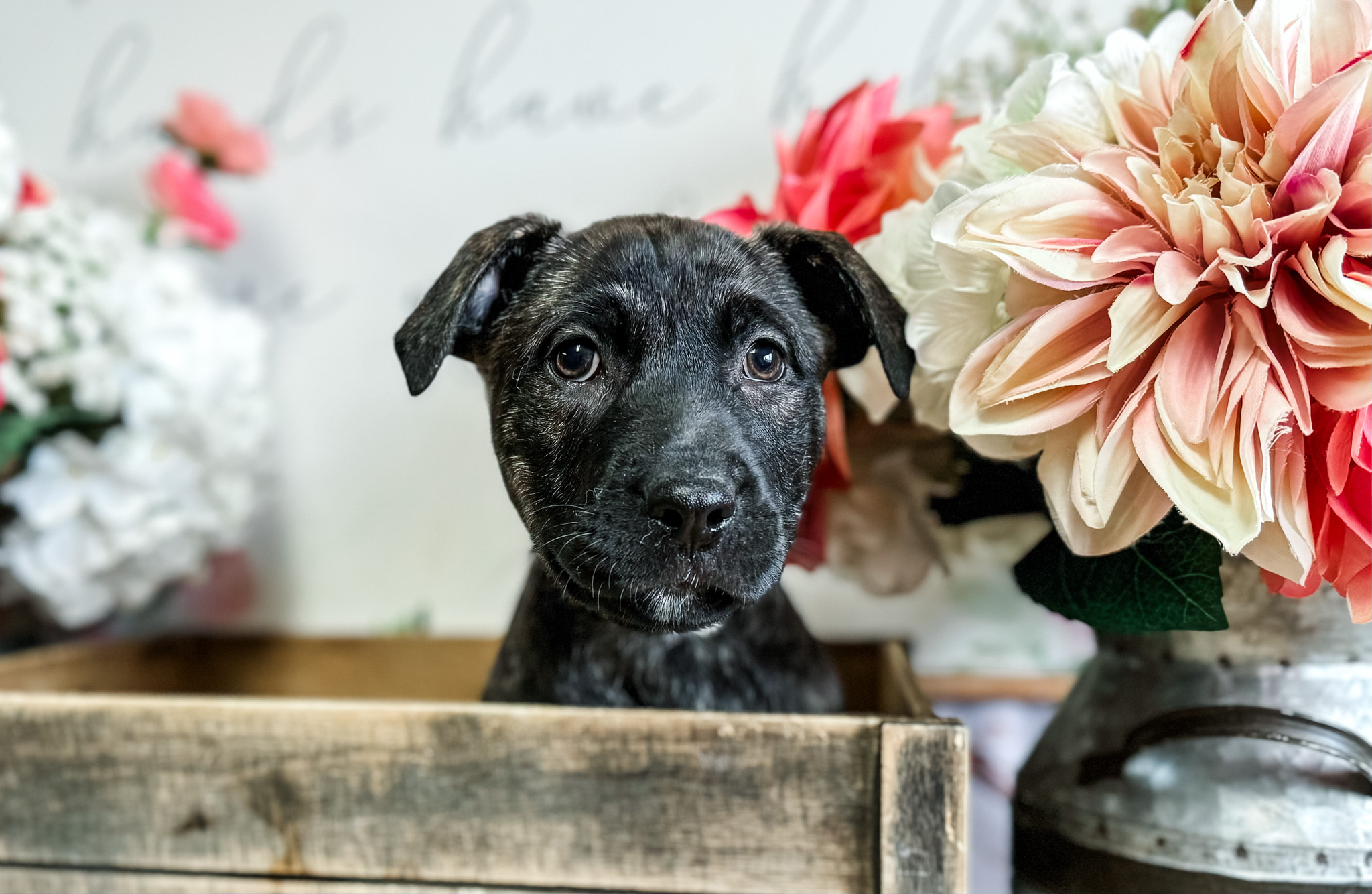 Dog for adoption Bluey, a German Shepherd Dog & American