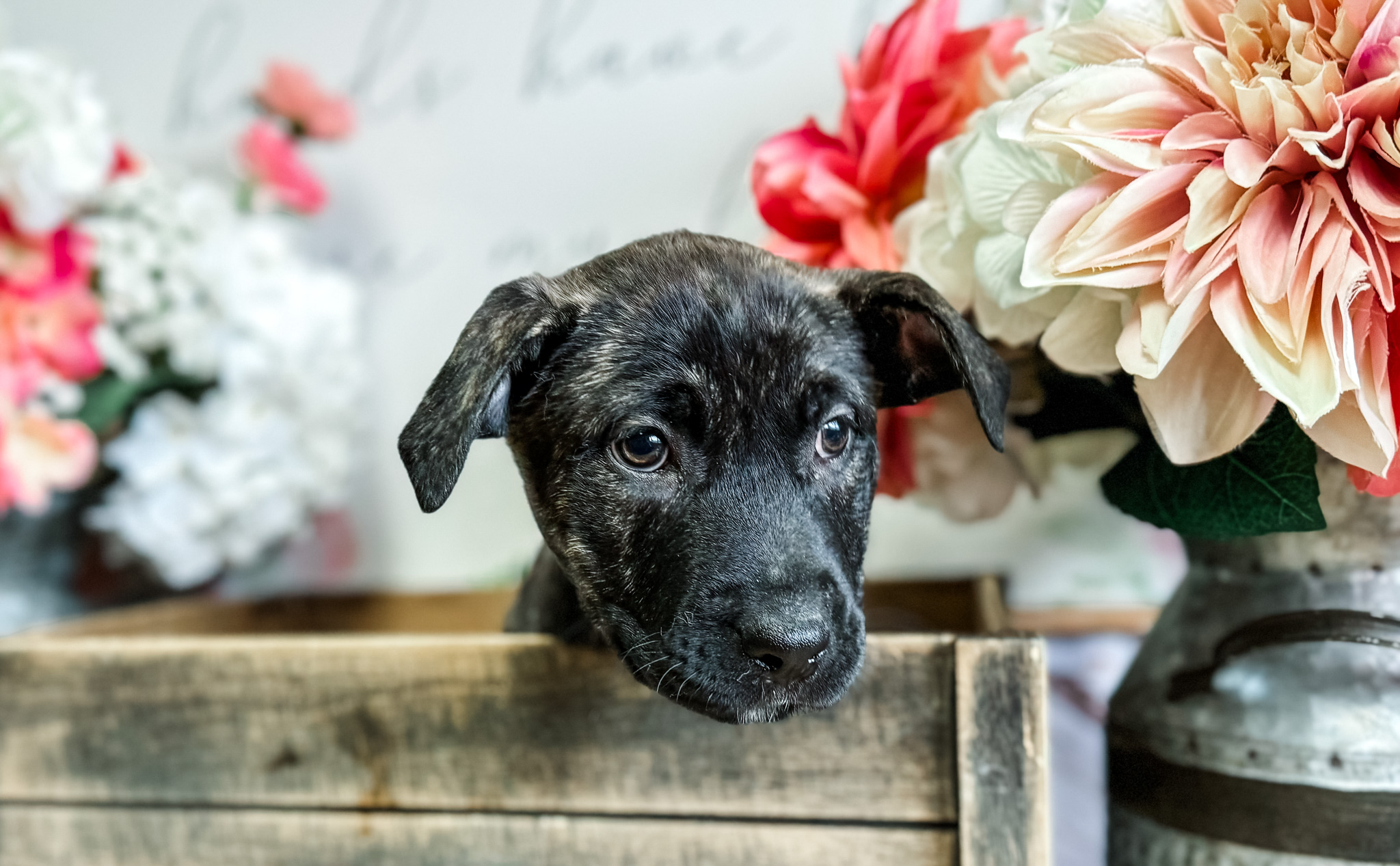 Dog for adoption Bluey, a German Shepherd Dog & American