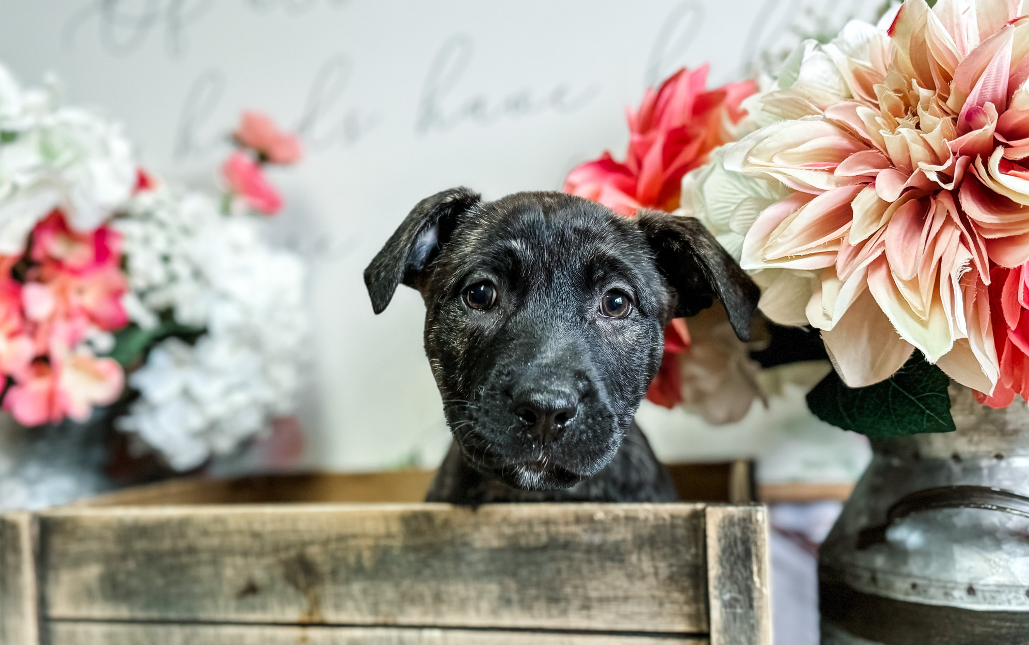 Dog for adoption Bluey, a German Shepherd Dog & American