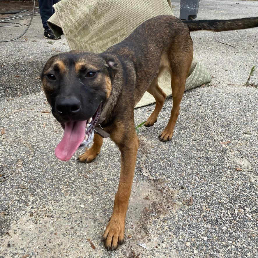 Enlarge Oak, a Adoptable mixed breed in Eufaula, AL image 2/3