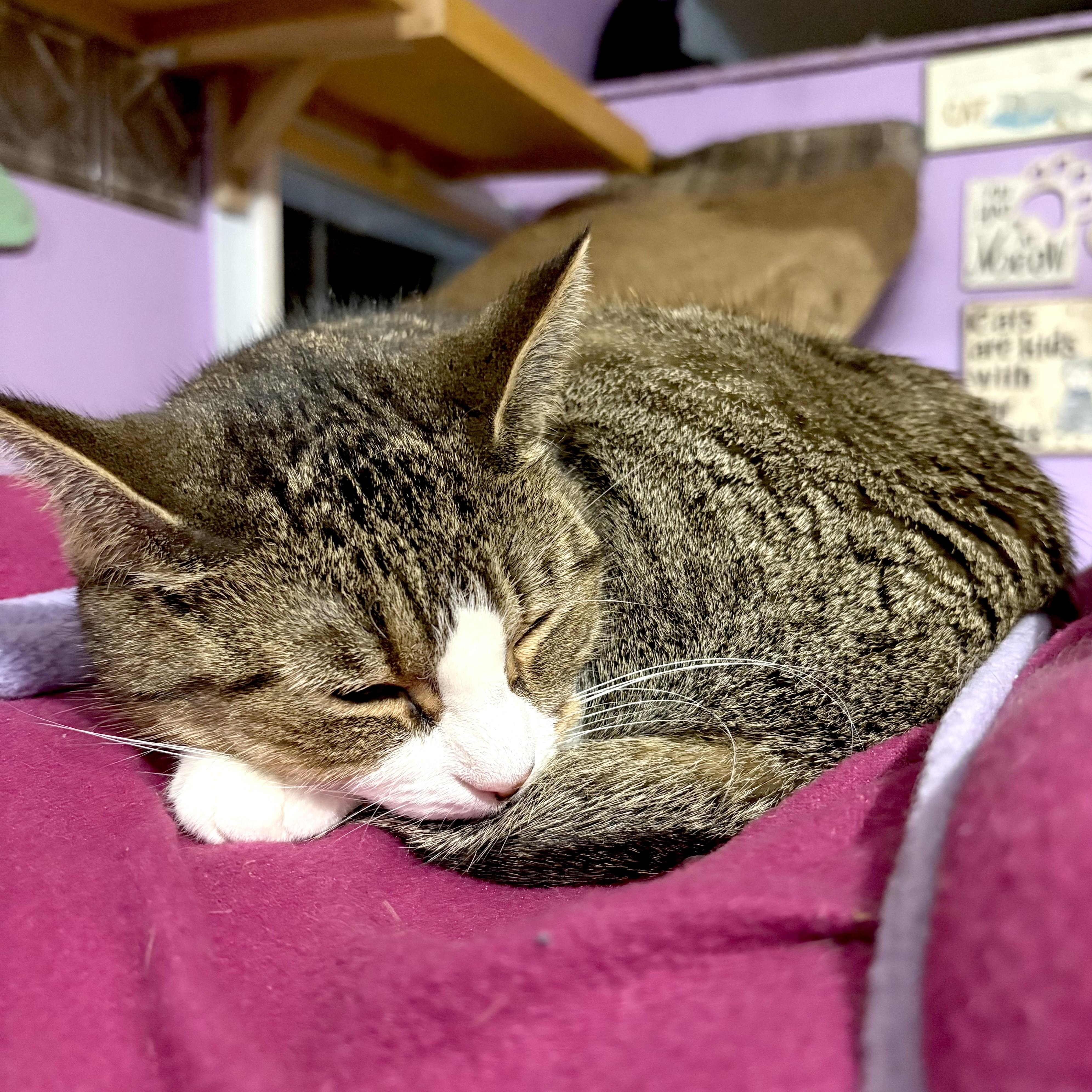 Enlarge Mittens, a ADOPTABLE Tabby in Huntington, MA image 1/1