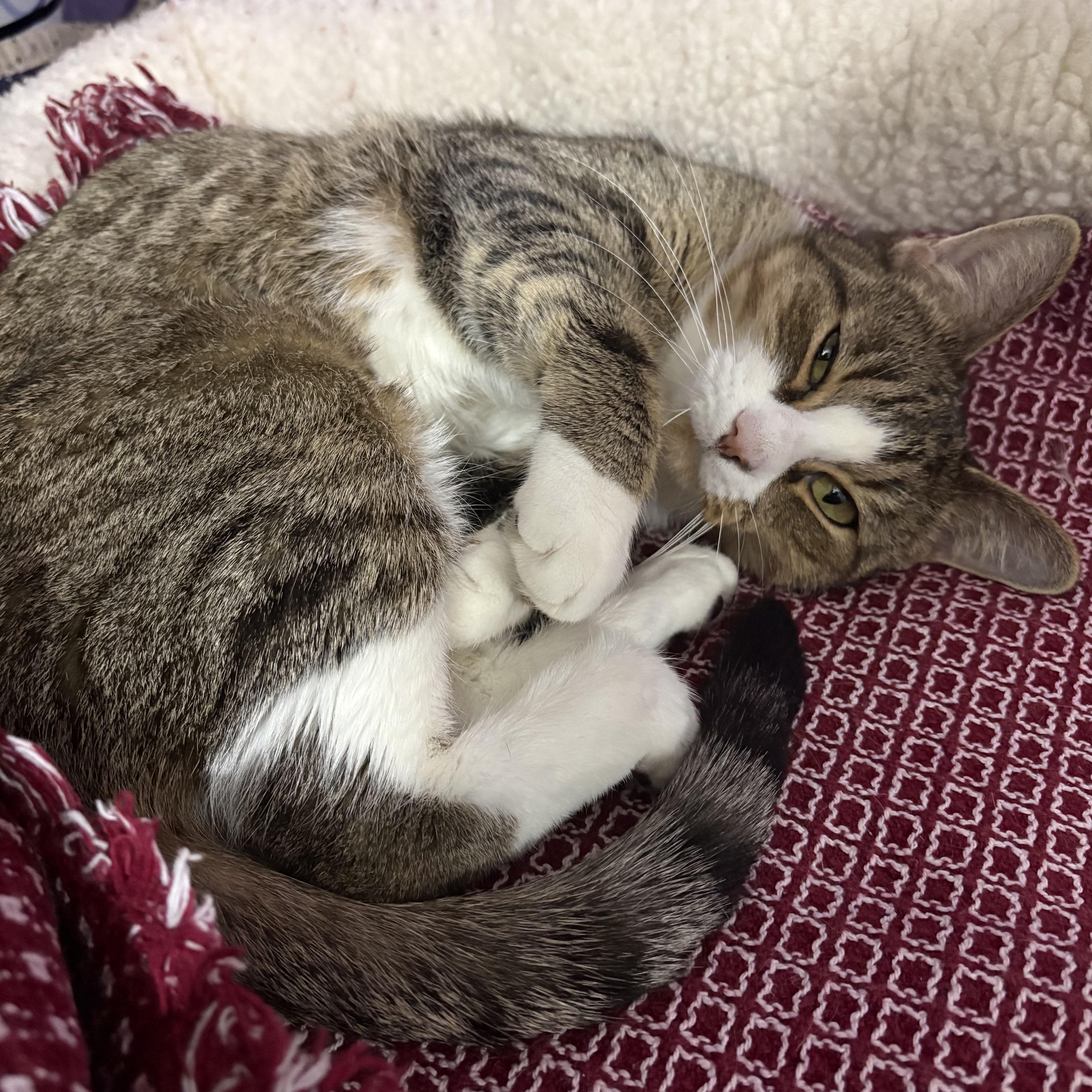 Enlarge Mittens, a ADOPTABLE Tabby in Huntington, MA image 2/2