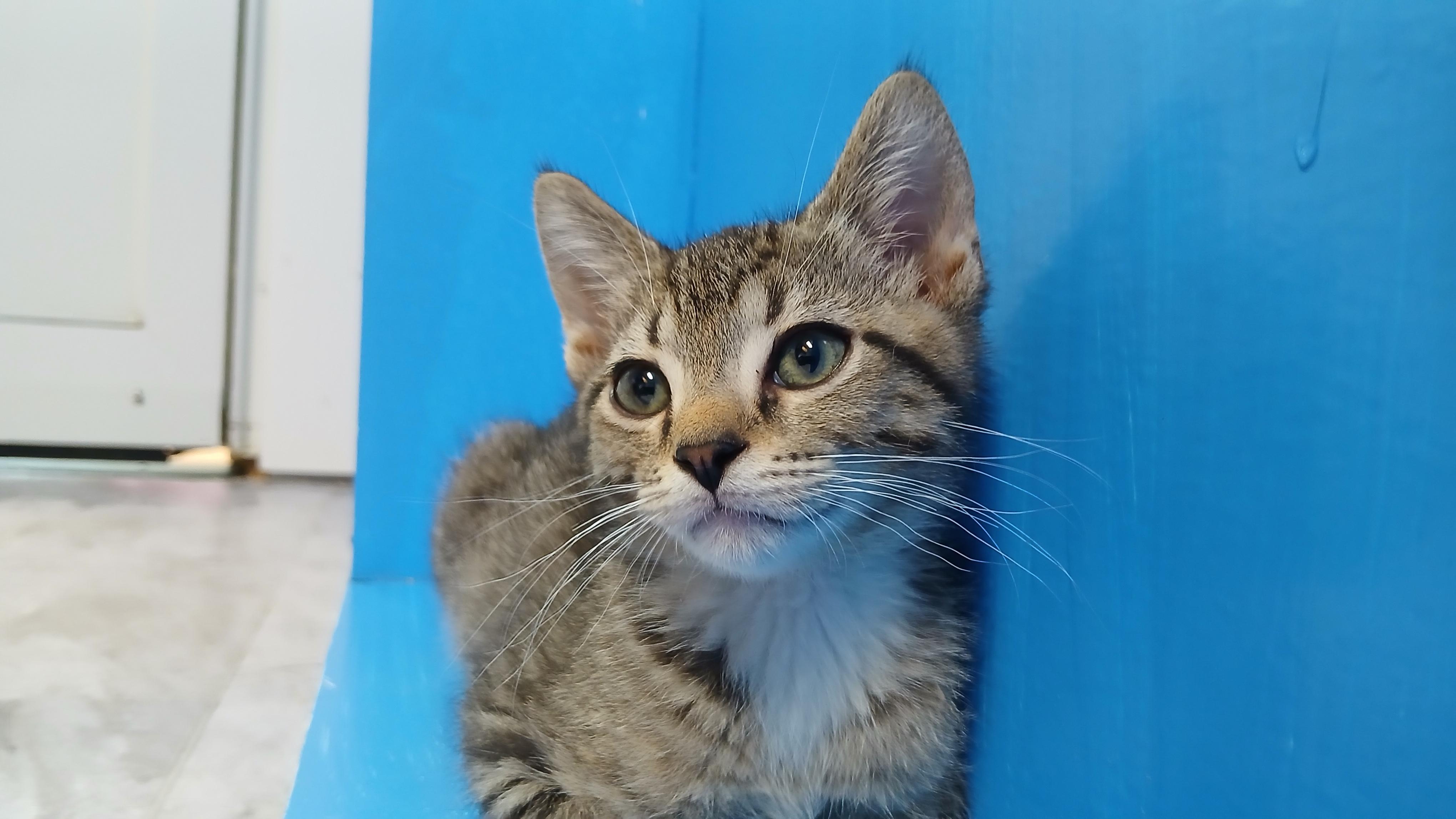 Marcus, a Adoptable Domestic Short Hair in Cullowhee, NC image 3/6