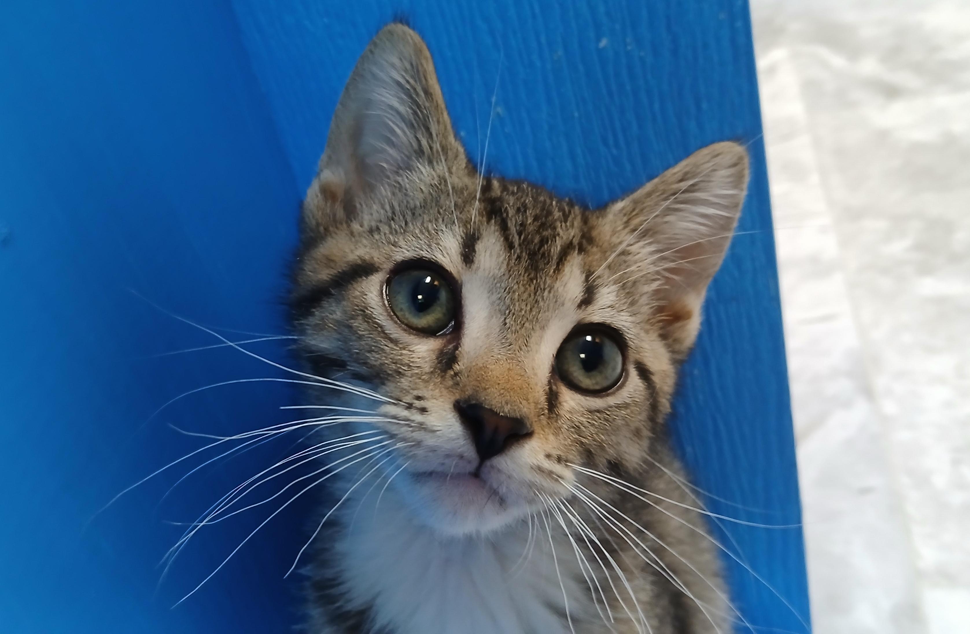 Marcus, Adoptable, Kitten Male Domestic Short Hair.