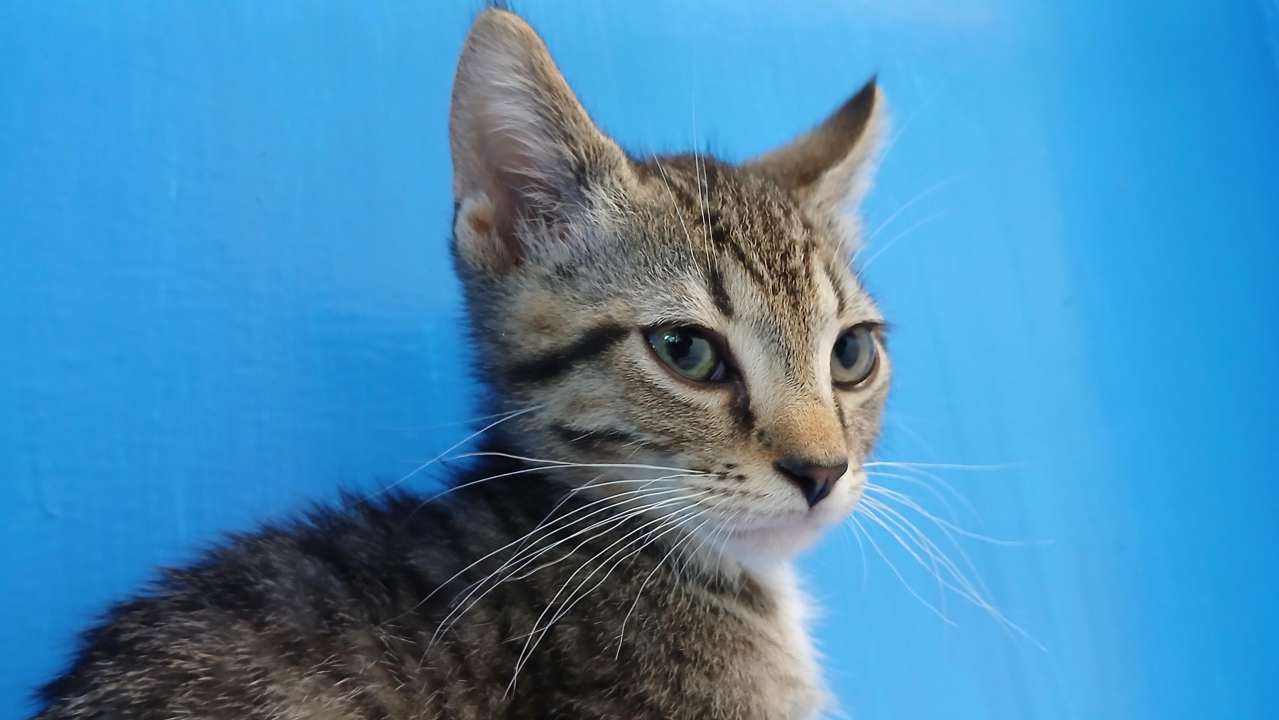 Marcus, a Adoptable Domestic Short Hair in Cullowhee, NC image 5/6