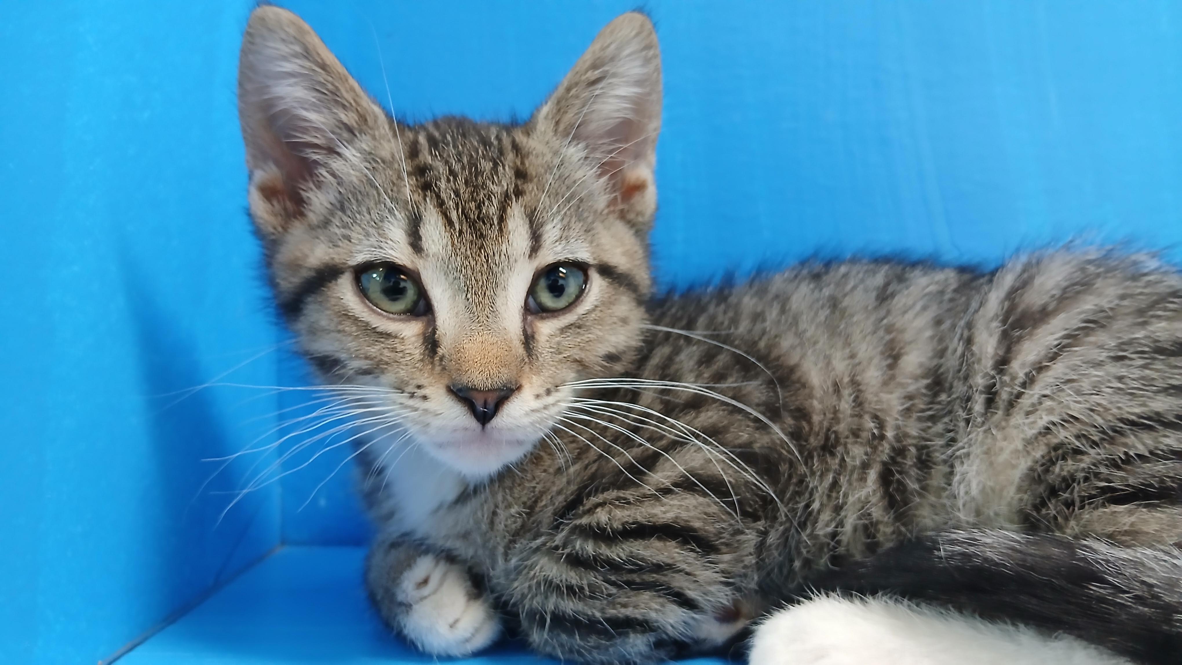 Marcus, a Adoptable Domestic Short Hair in Cullowhee, NC image 2/6