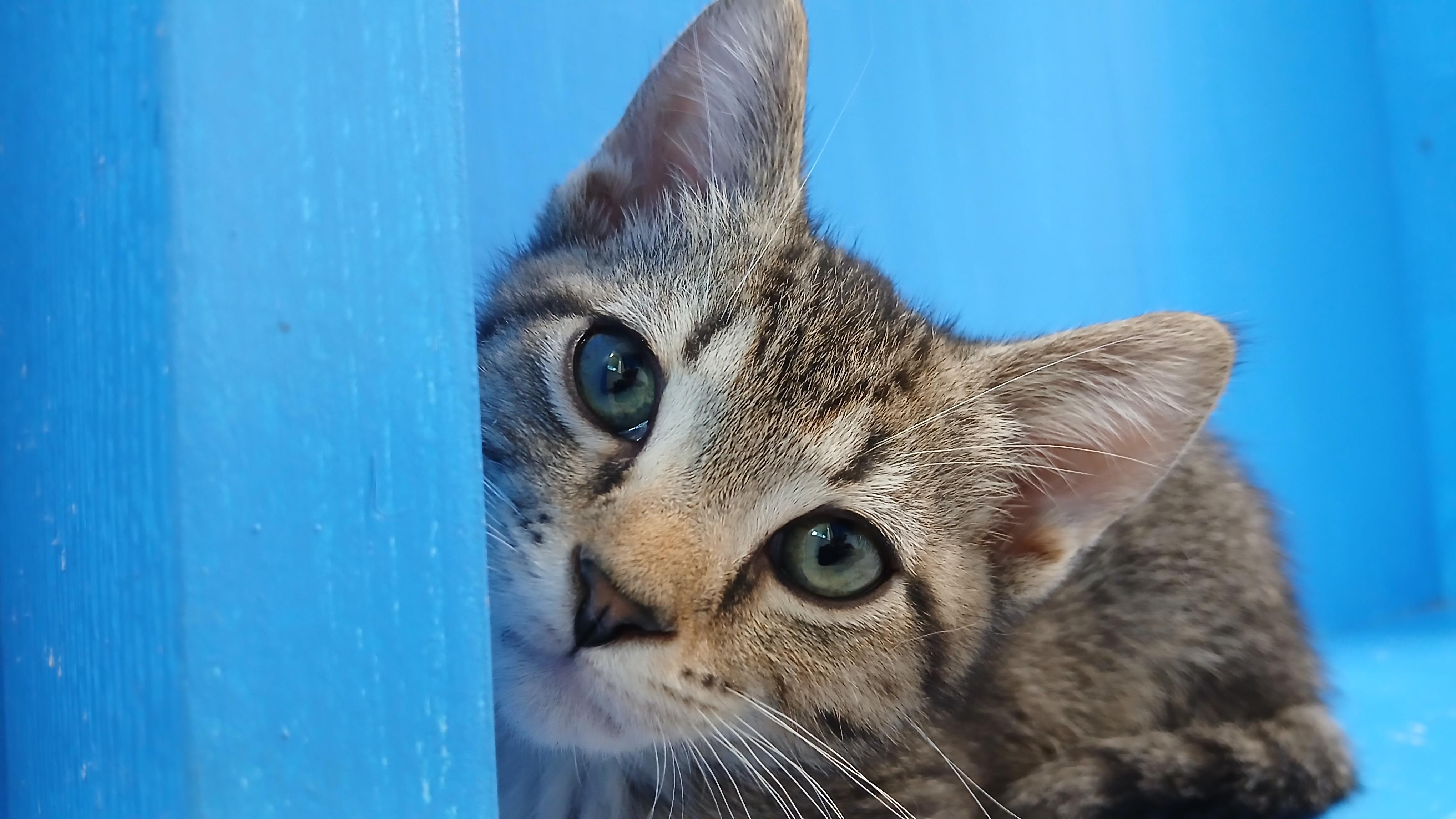Marcus, a Adoptable Domestic Short Hair in Cullowhee, NC image 6/6