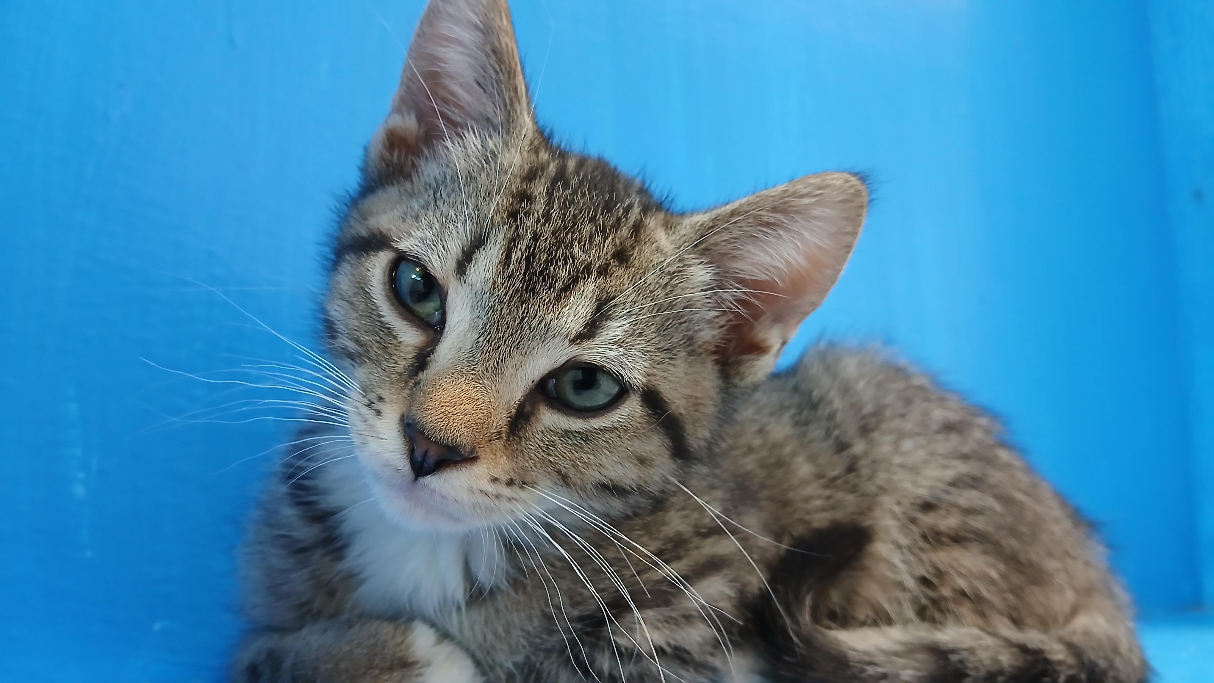 Marcus, a Adoptable Domestic Short Hair in Cullowhee, NC image 4/6