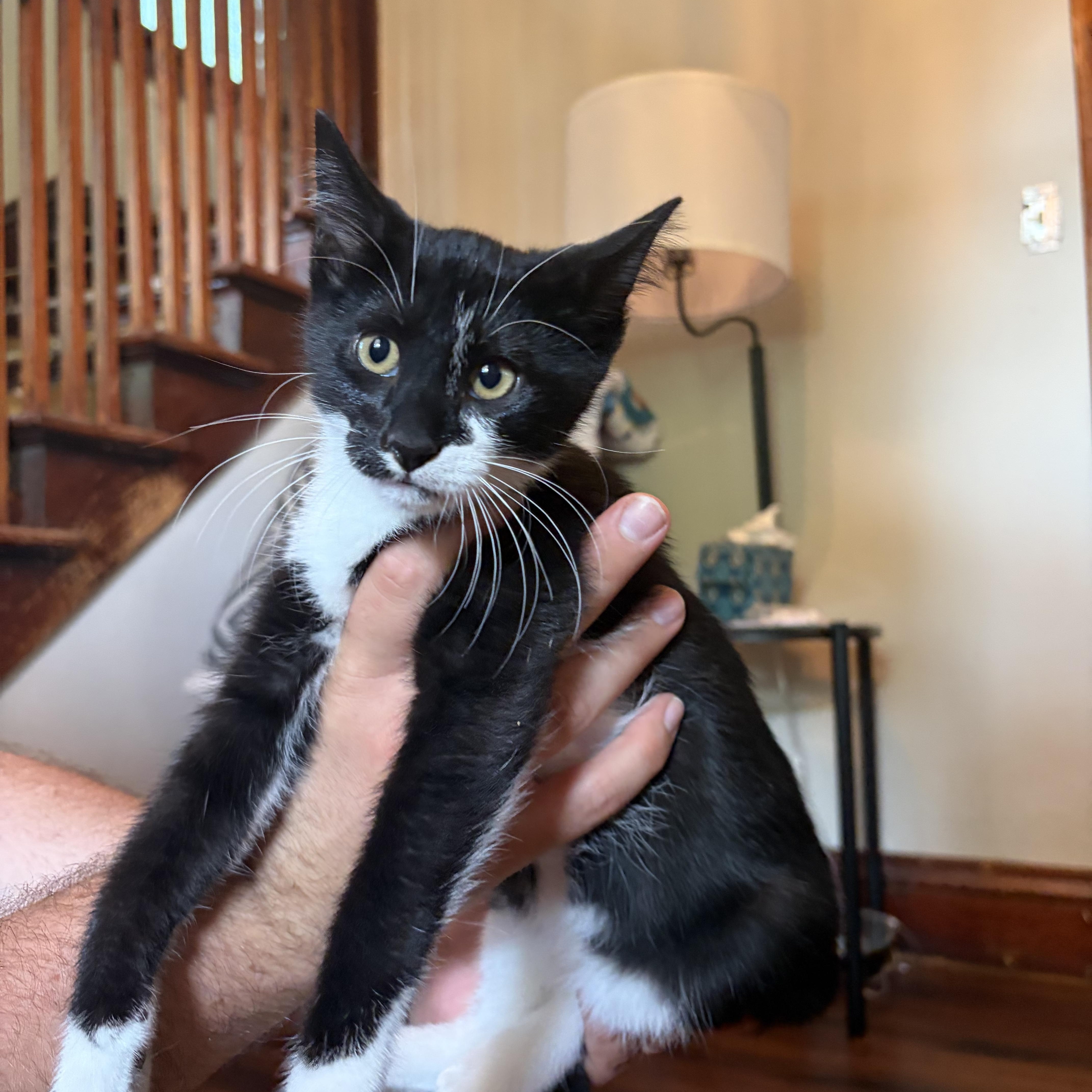 Enlarge Omelet, a Adopted Domestic Short Hair in Amboy, IL image 2/4