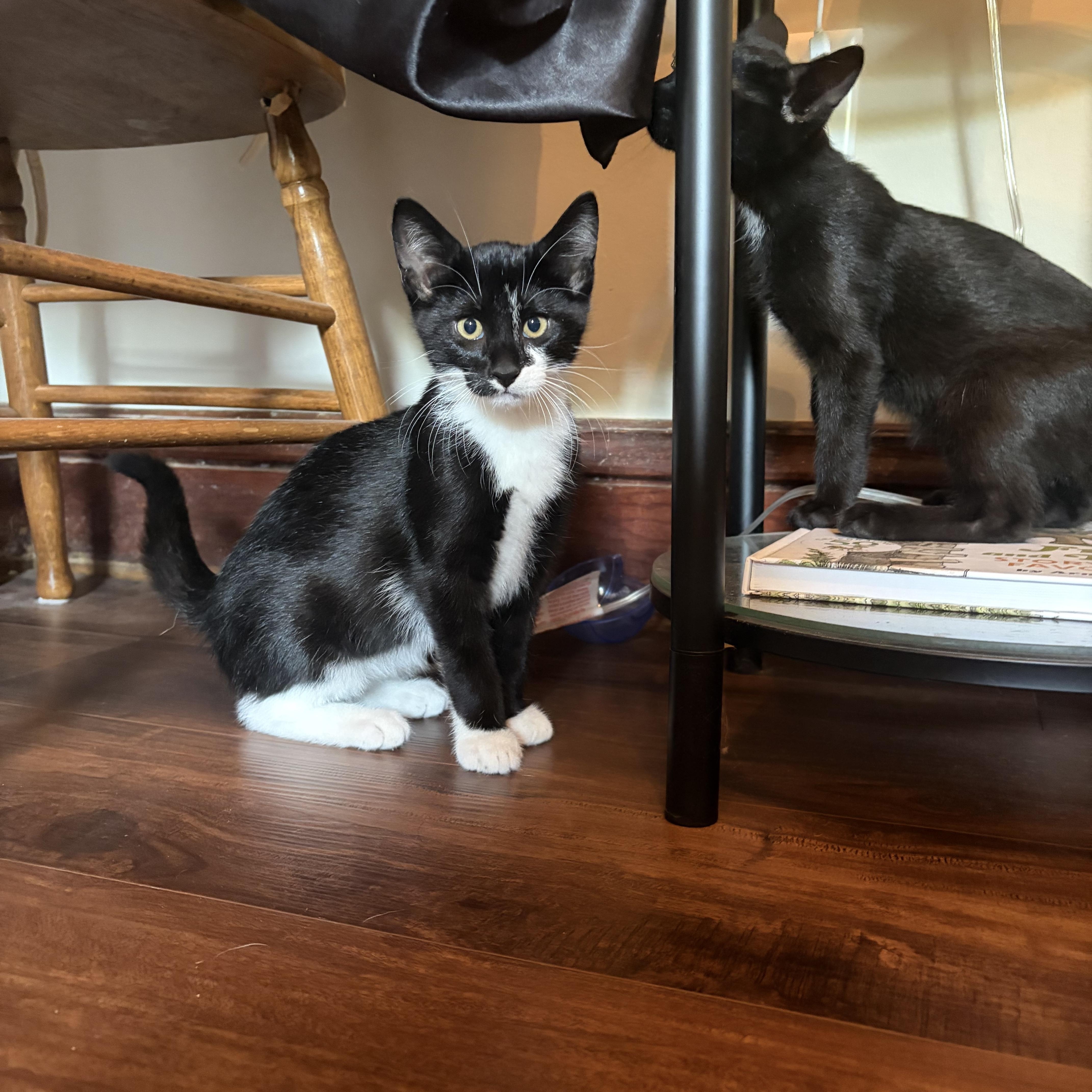 Enlarge Omelet, a Adopted Domestic Short Hair in Amboy, IL image 1/4