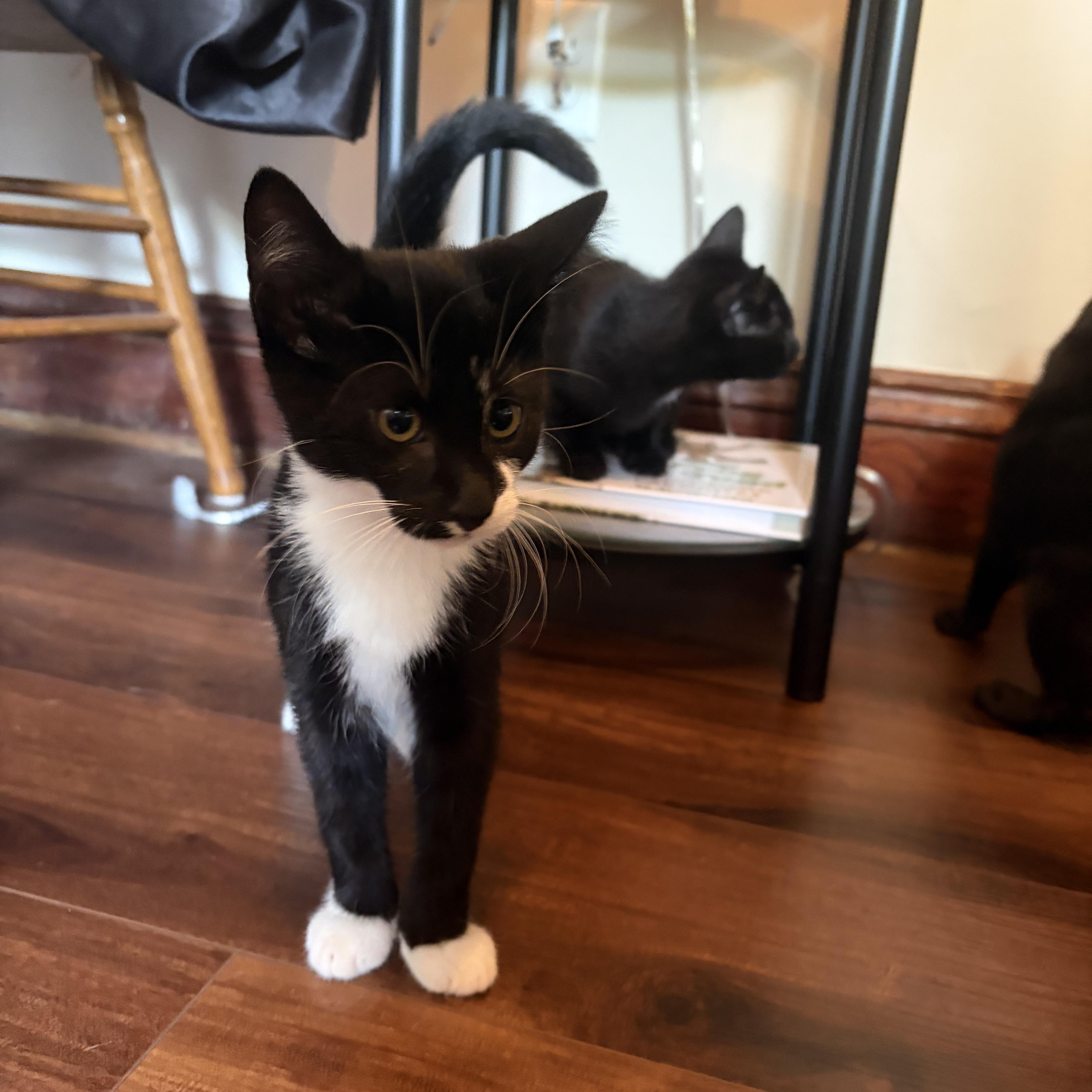 Enlarge Omelet, a Adopted Domestic Short Hair in Amboy, IL image 3/4