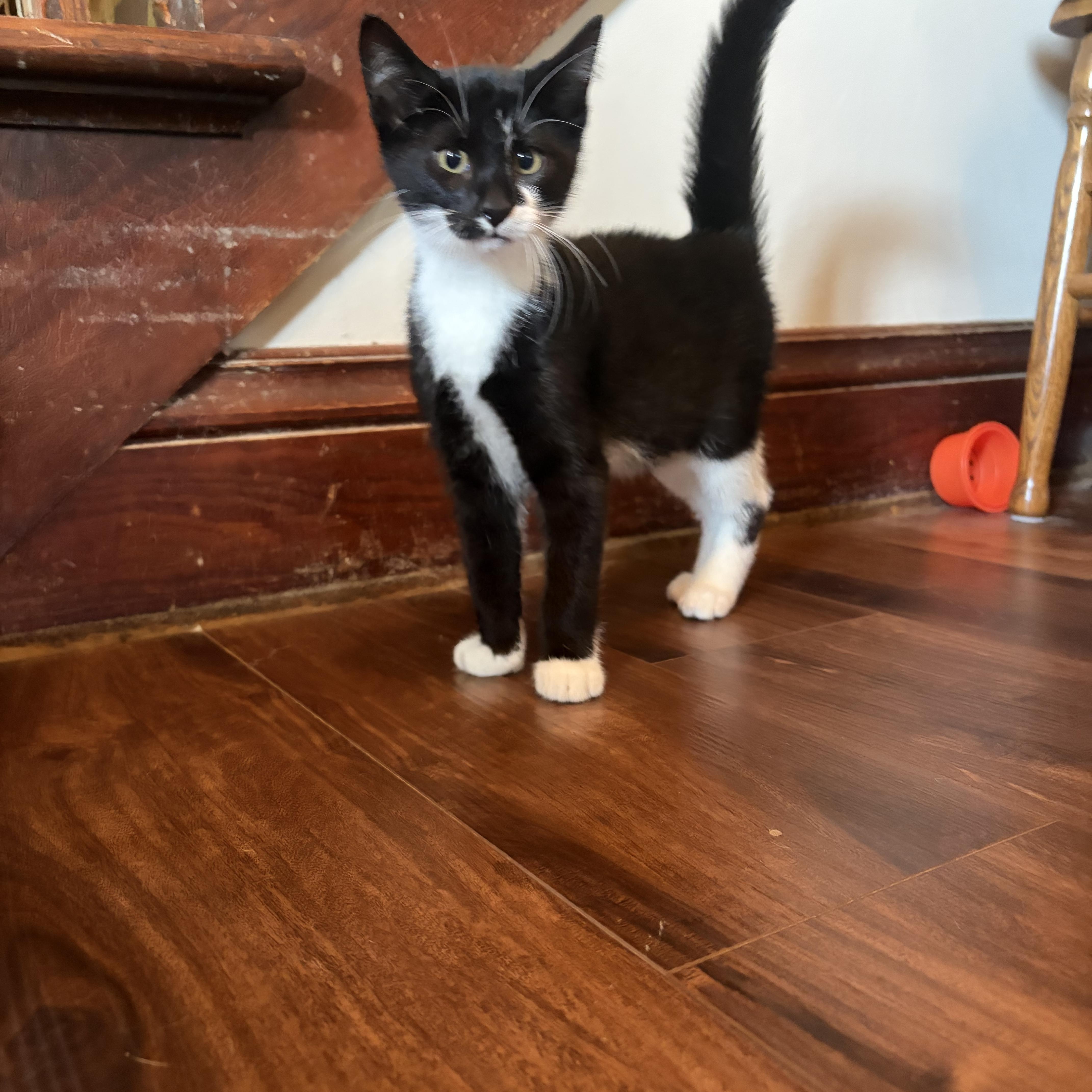 Enlarge Omelet, a Adopted Domestic Short Hair in Amboy, IL image 4/4