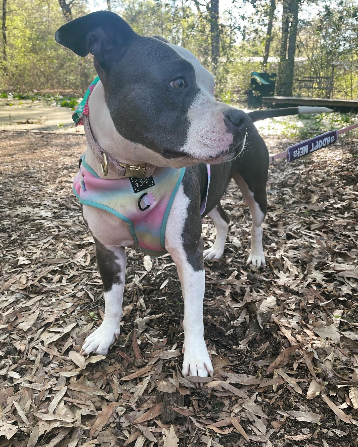 Raya, Adoptable, Adult Female American Staffordshire Terrier.
