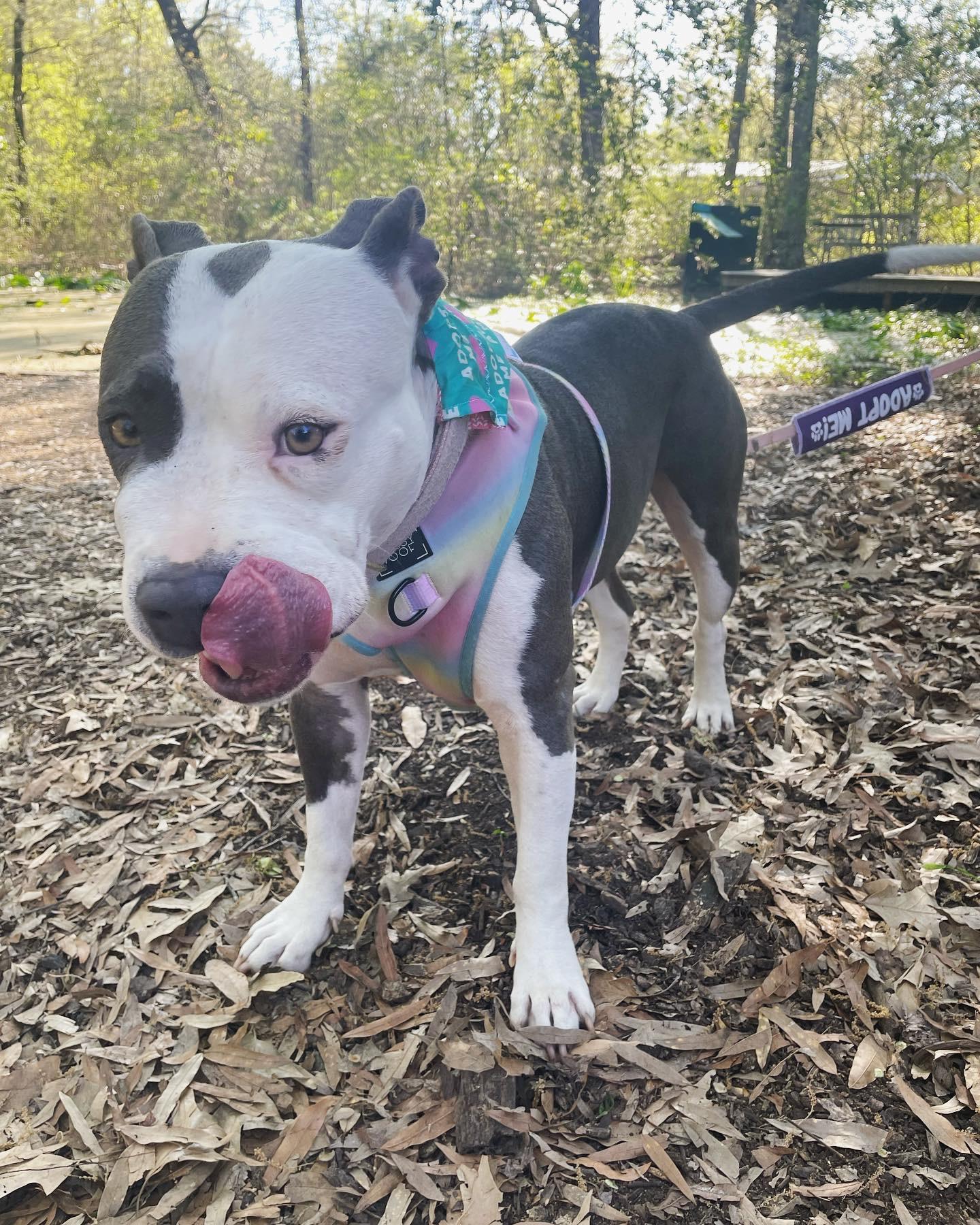 Raya, a Adoptable mixed breed in Arlee, MT image 5/6