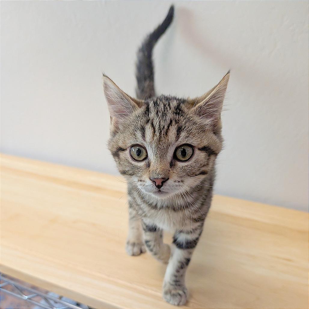 Bobbi, Adoptable, Kitten Female Domestic Short Hair.