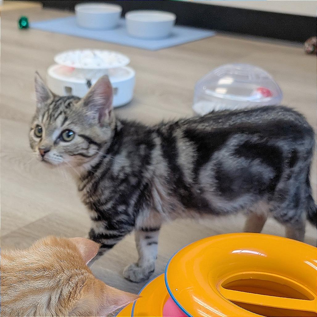 Bob, Adoptable, Kitten Female Domestic Short Hair.