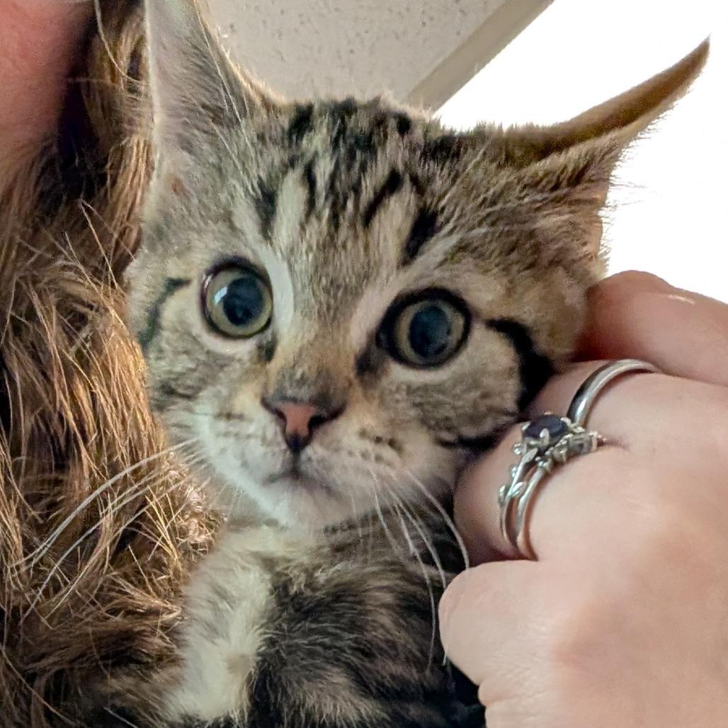 Enlarge Bob, a Adoptable Domestic Short Hair in Pleasant Hill, CA image 2/4