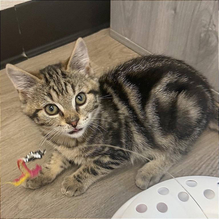 Enlarge Bob, a Adoptable Domestic Short Hair in Pleasant Hill, CA image 3/4