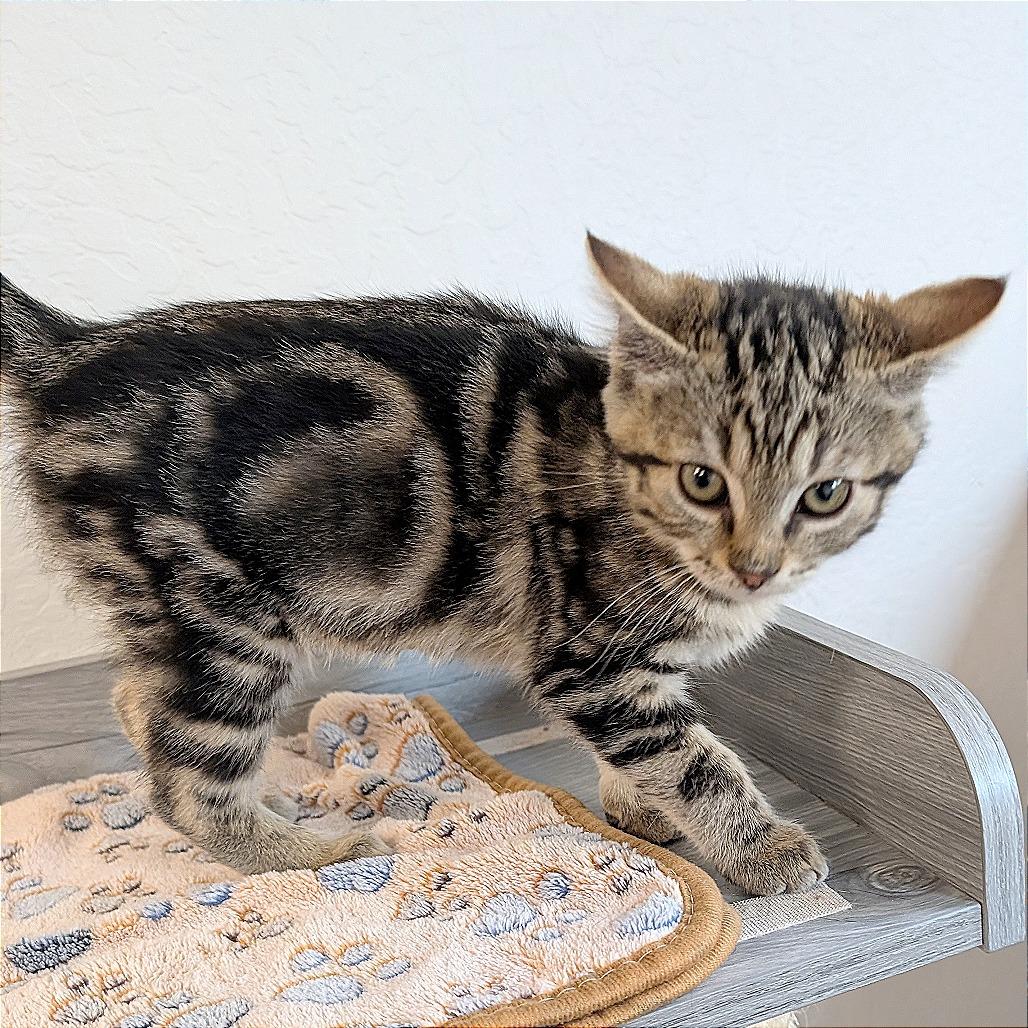 Enlarge Bob, a Adoptable Domestic Short Hair in Pleasant Hill, CA image 4/4