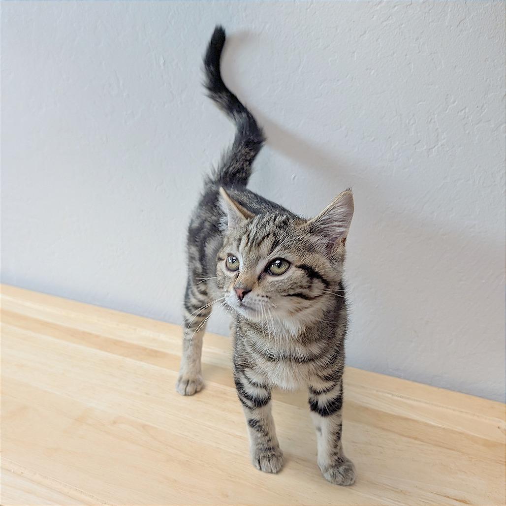 Bobbi, a Adoptable Domestic Short Hair in Pleasant Hill, CA image 6/6