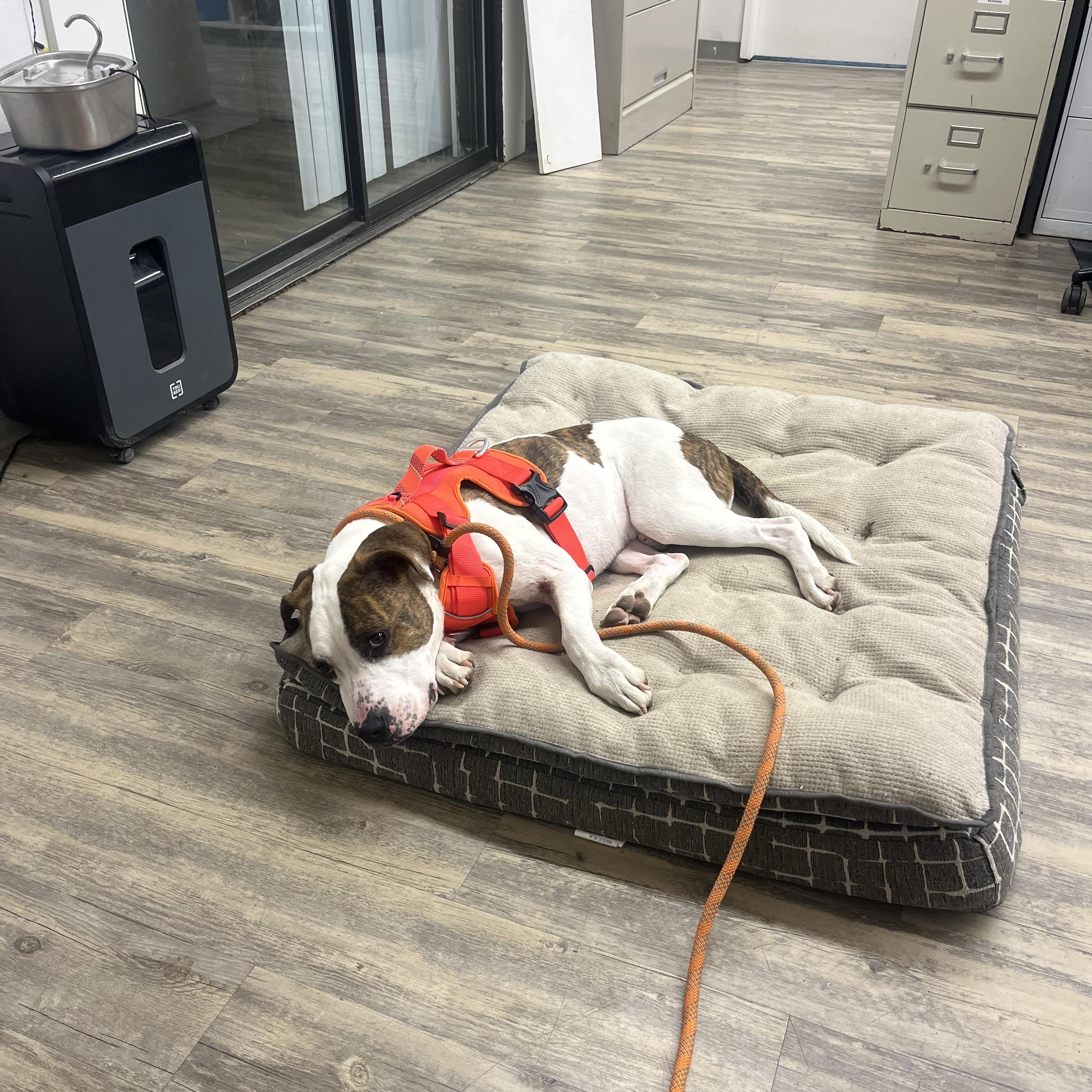 Brisket 0124 — thumbnail 2