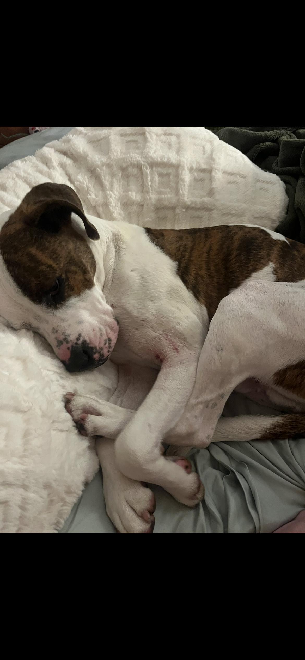 Brisket 0124 — thumbnail 4