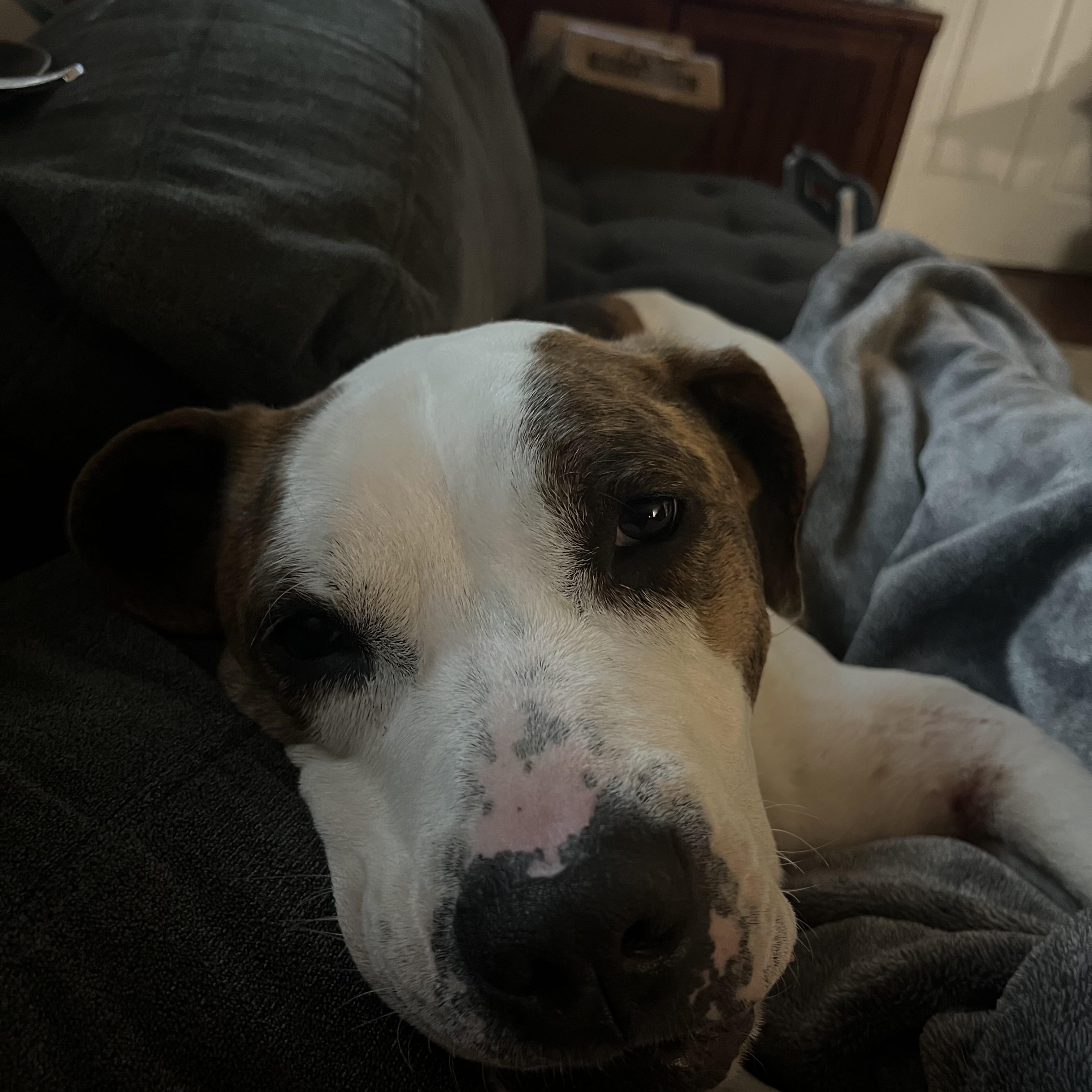 Brisket 0124 — thumbnail 5