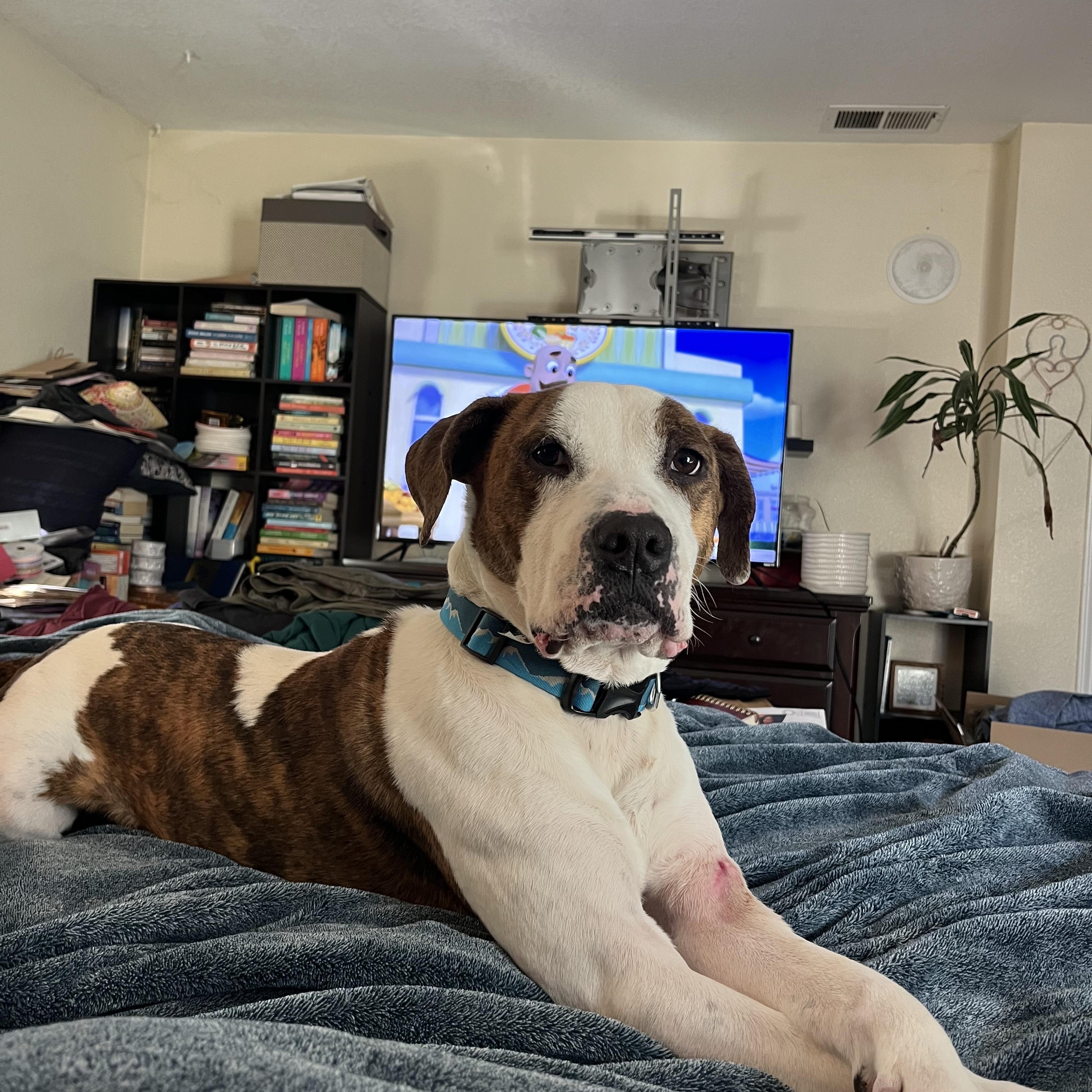 Brisket 0124 — thumbnail 6