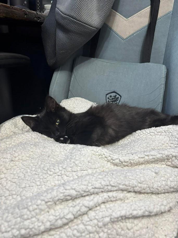 Enlarge Crayon, an adopted Domestic Long Hair in Norwich, CT image 2/3