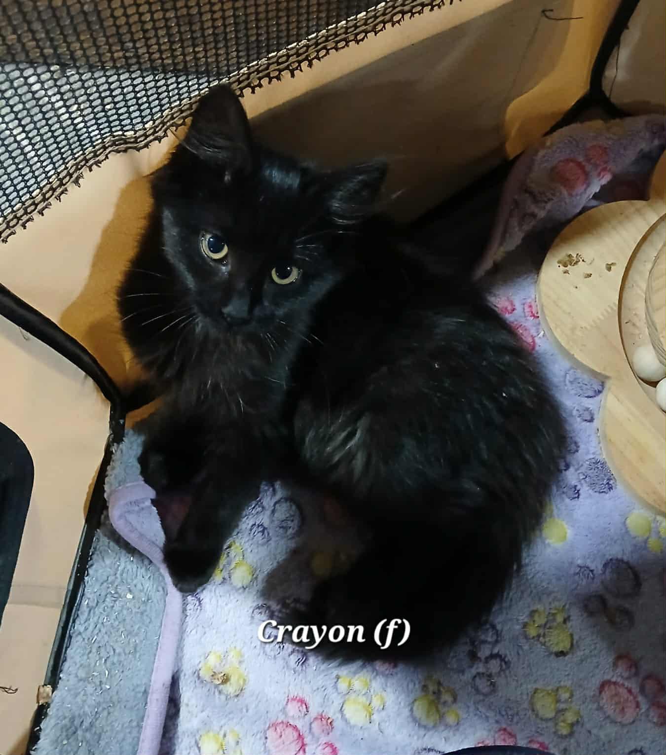 Enlarge Crayon, an adopted Domestic Long Hair in Norwich, CT image 3/3