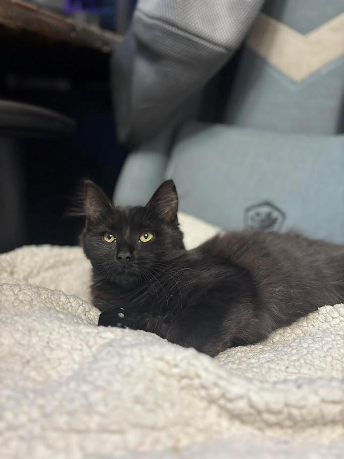 Crayon, adopted, Kitten Female Domestic Long Hair.